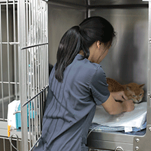 Advanced VetCare